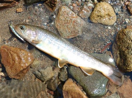 渓流釣りでクマと遭遇 ～九頭竜川水系～
